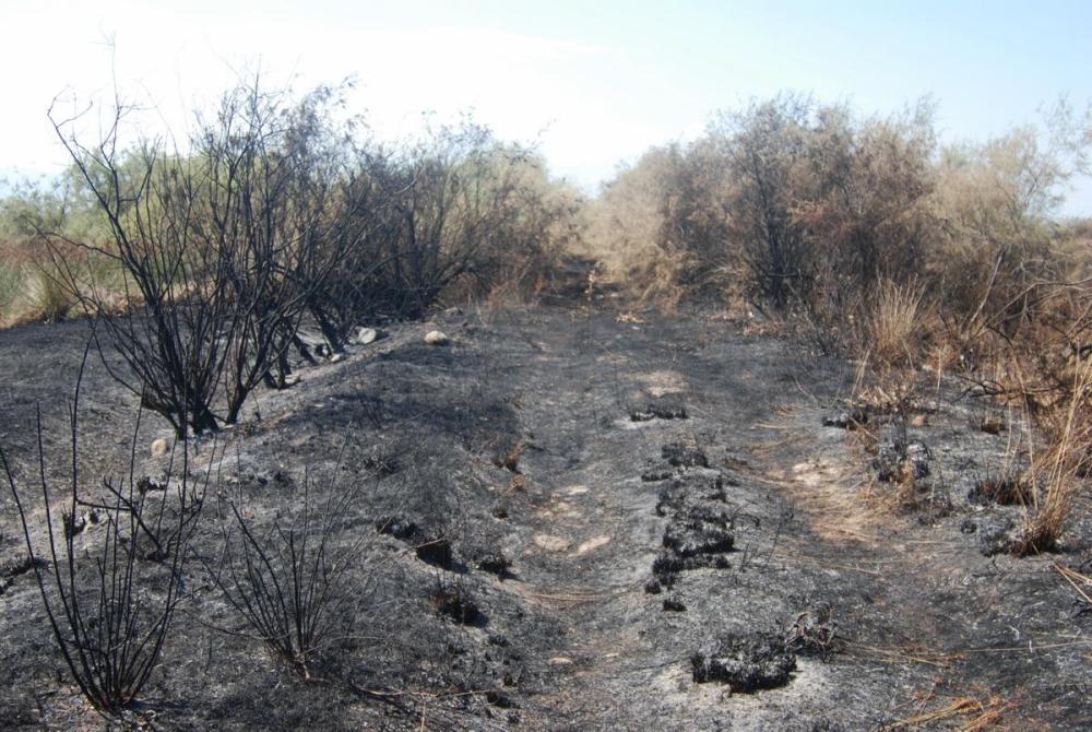 Εκτεταμένη πυρκαγιά στην Αλυκή Κίτρους κατέστρεψε ενδιαιτήματα πουλιών