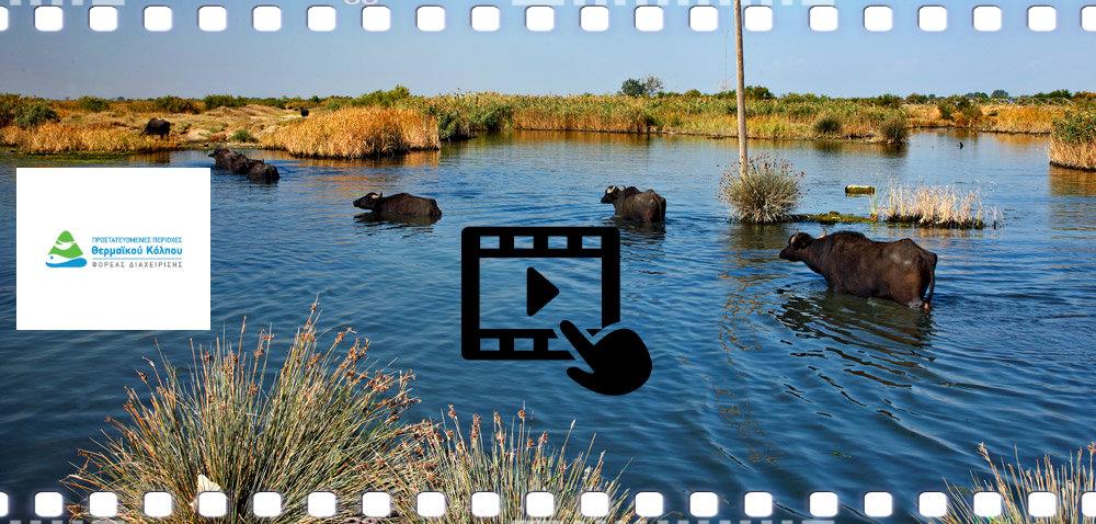Δείτε την ταινία-ντοκιμαντέρ για το Εθνικό Πάρκο Δέλτα Αξιού!