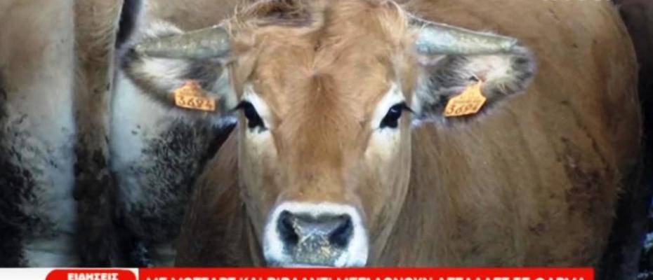 Με ΜΟΤΣΑΡΤ και ΒΙΒΑΛΝΤΙ μεγαλώνουν αγελάδες σε φάρμα στην Ημαθία [βίντεο