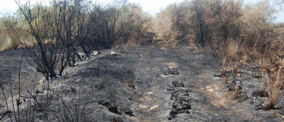 Εκτεταμένη πυρκαγιά στην Αλυκή Κίτρους κατέστρεψε ενδιαιτήματα πουλιών