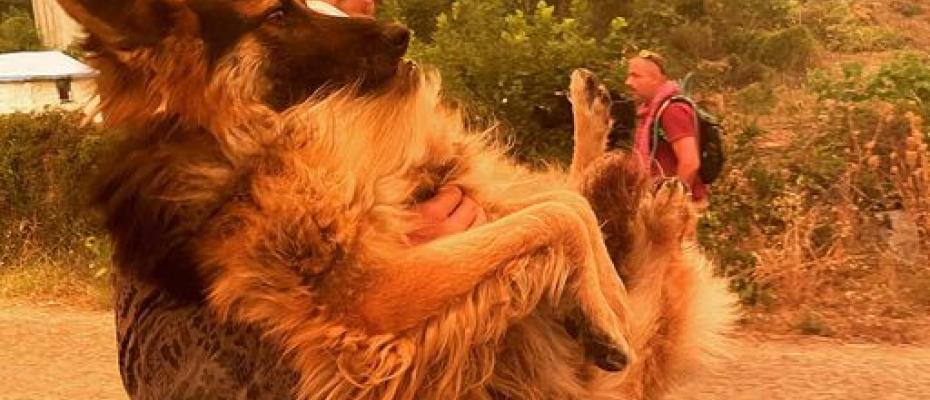 Viral φωτογραφία εθελοντή να διασώζει λυκόσκυλο